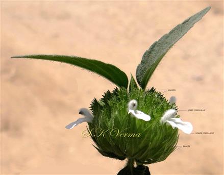  Inflorescence (Single verticillaster with 3 opened flowers)